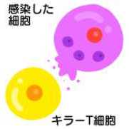 日本人の約６割にある白血球の型 「ＨＬＡ―Ａ２４」