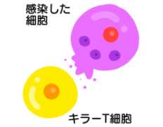 日本人の約６割にある白血球の型 「ＨＬＡ―Ａ２４」